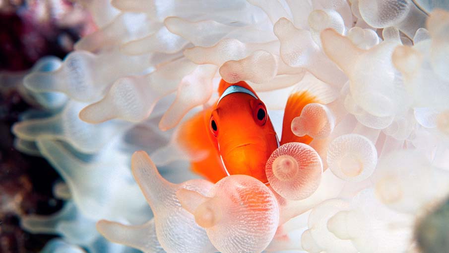 Want an aquarium clownfish lionfish anenome