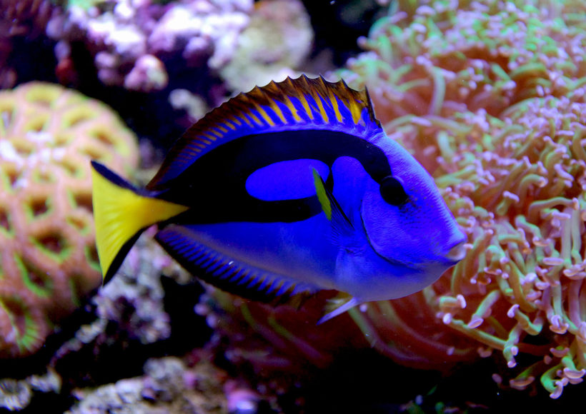 Aquariums Reduce Stress