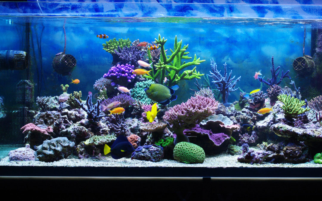 Diy Part 4 Aquarium Lighting Fixtures Blue Paradise Aquatics - Diy Fish Tank Light