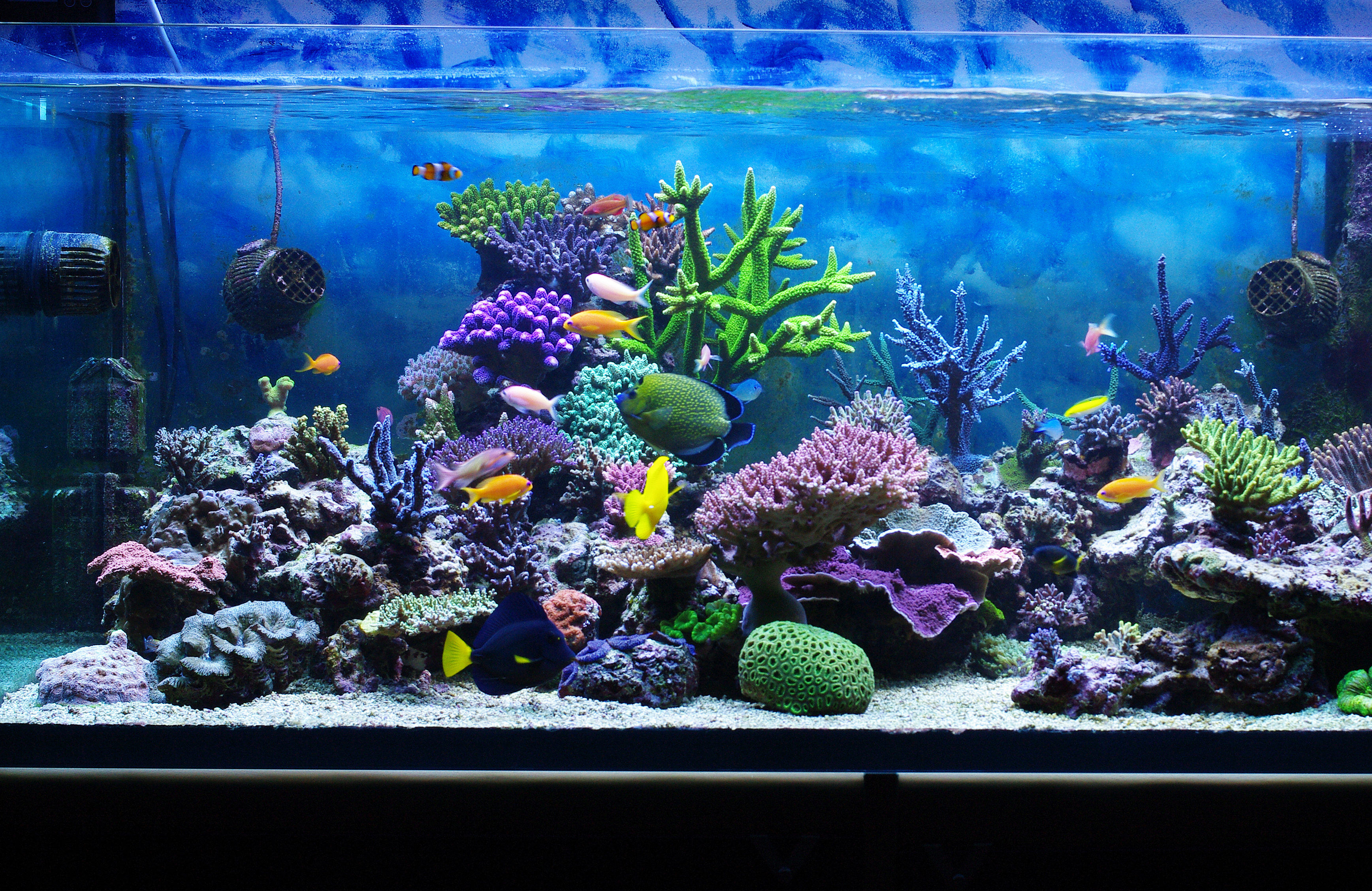 aquarium maintenance dallas fort worth