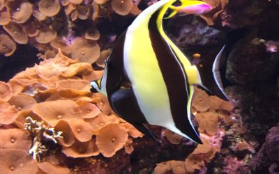 DIY Part 8 – Maintain a Reef Aquarium