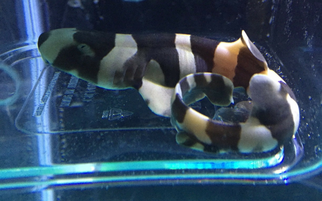 Bruce, The Brown Banded Bamboo Shark